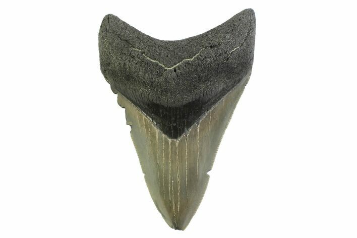 Serrated, Colorful, Fossil Megalodon Tooth - Georgia #338784